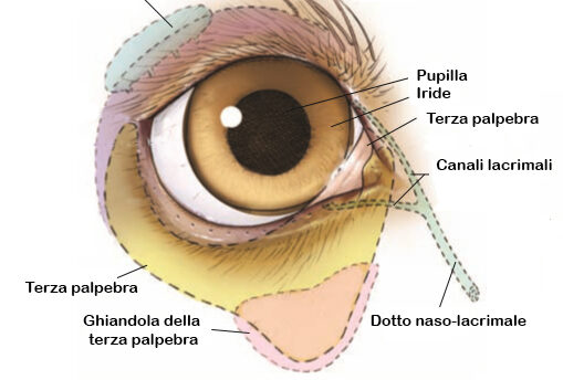 La ghiandola della terza palpebra